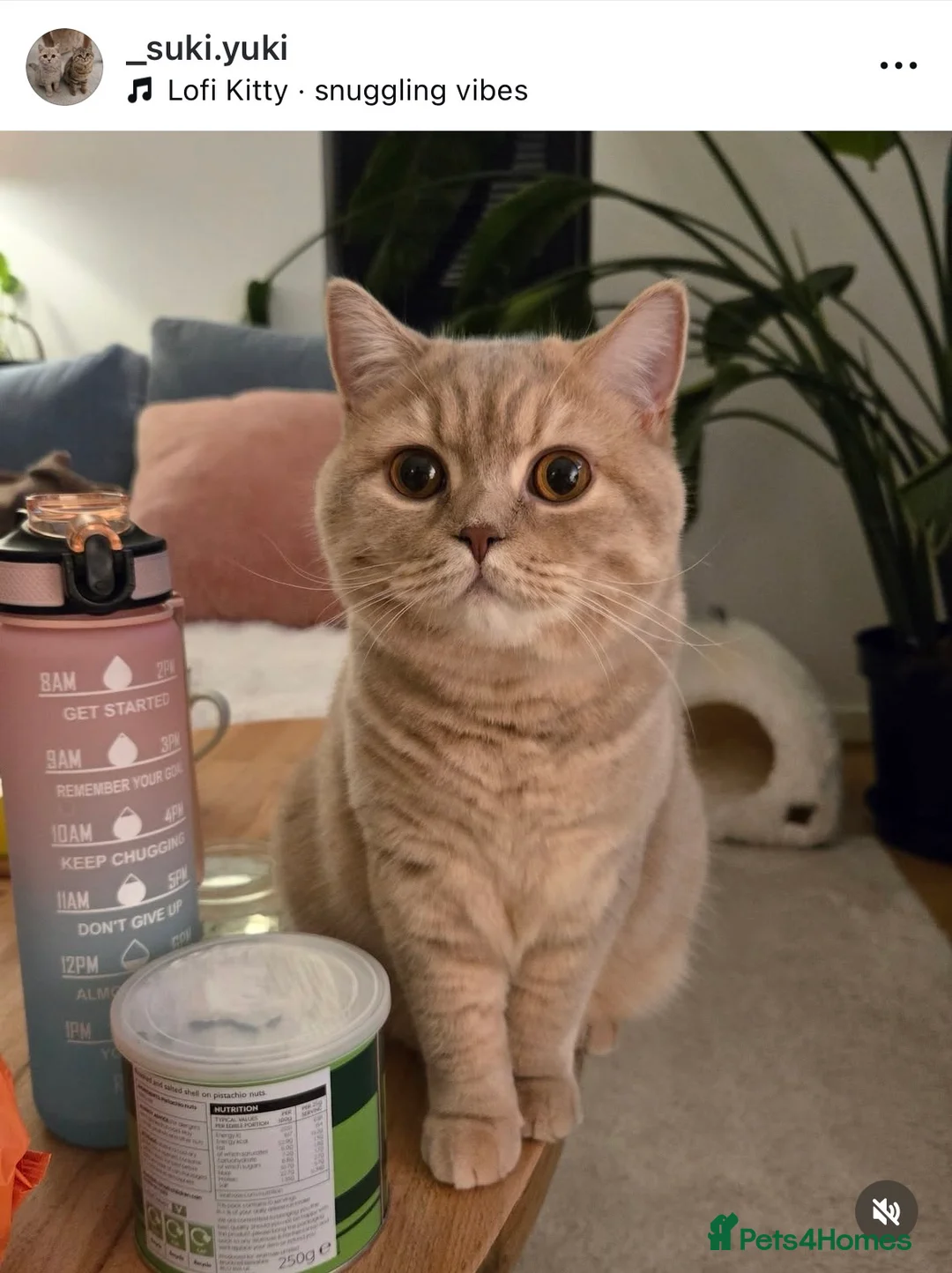 British Shorthair cats for sale: Pedigree tabby British shorthair lilac chocolate  - Advert 19