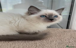 Ragdoll cats for sale: Champion Sired GCCF Registered Ragdoll Kittens - Image 5