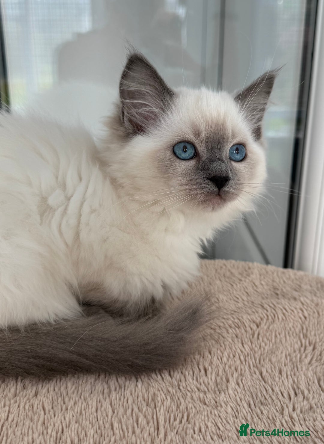 Ragdoll cats for sale: Champion Sired GCCF Registered Ragdoll Kittens - Image 5