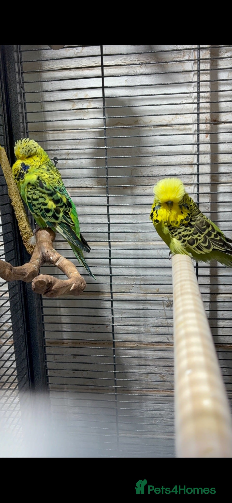 Budgerigars birds Exhibition budgies breeding pair - Advert 16