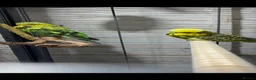 Budgerigars birds for sale: Exhibition budgies (bonded pair) - Advert 1
