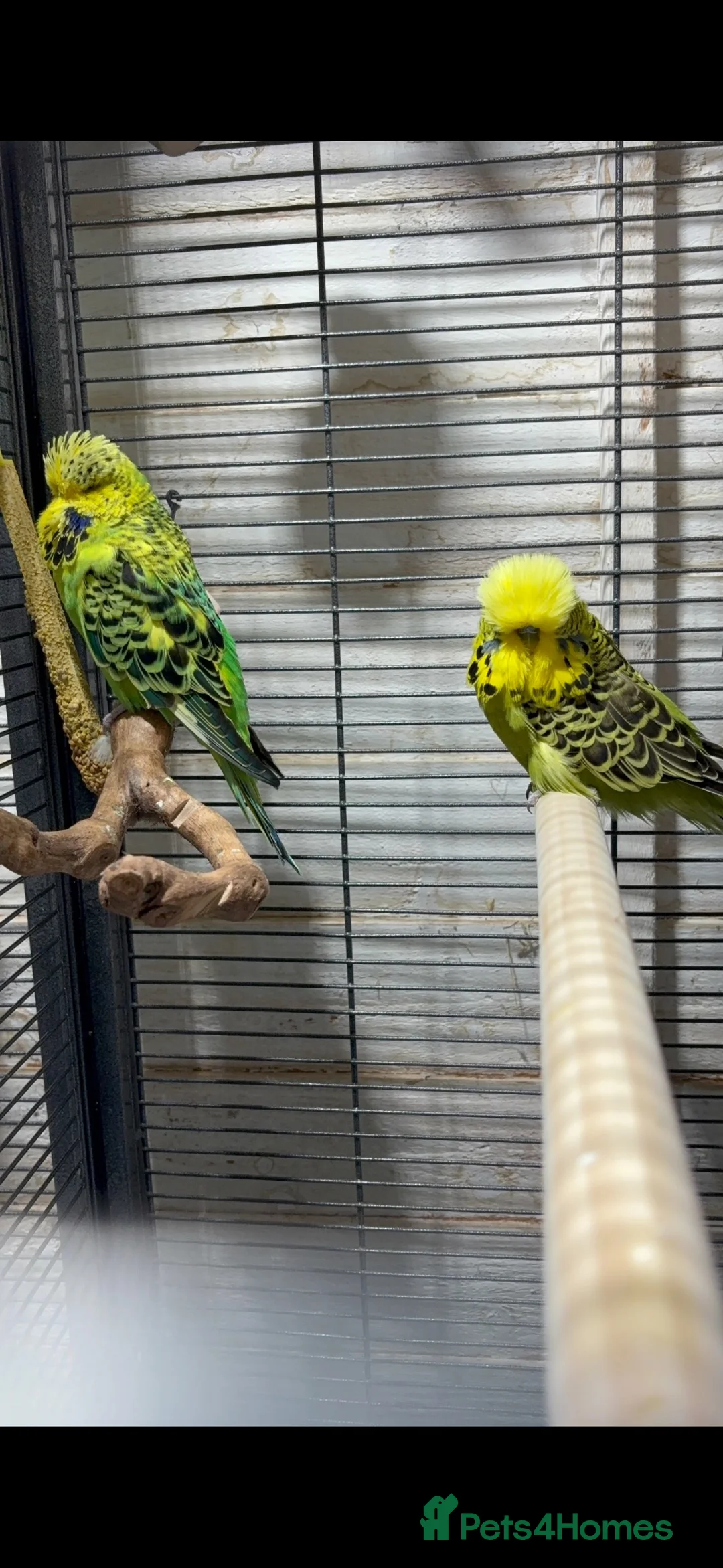 Budgerigars birds for sale: Exhibition budgies (bonded pair) - Advert 1