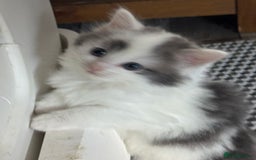 British Longhair cats for sale: Ragdoll x British long haired (calico) kittens - Image 10