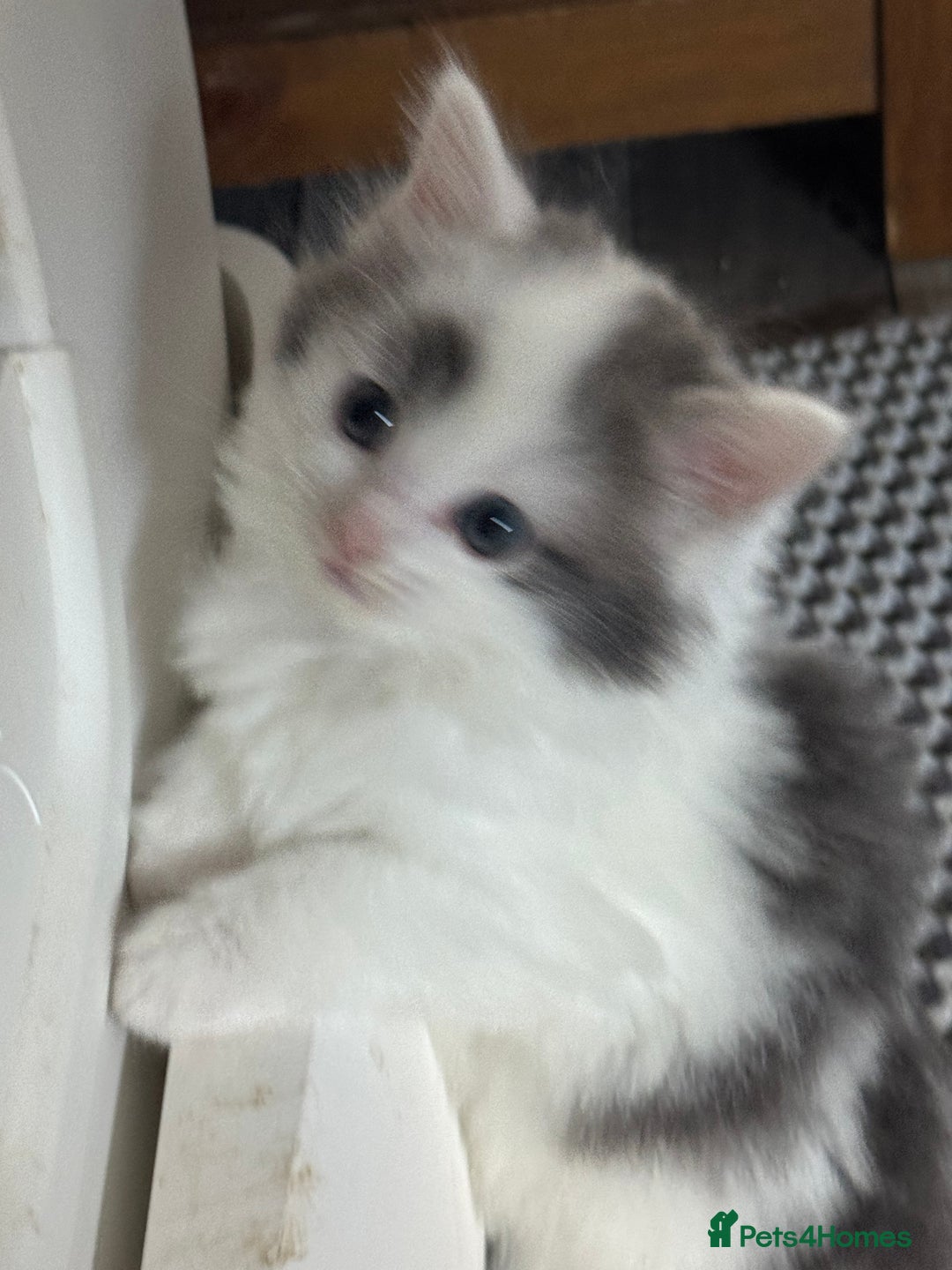 British Longhair cats for sale: Ragdoll x British long haired (calico) kittens - Image 10