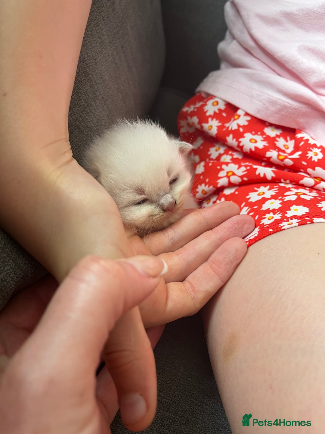 Mixed Breed cats for sale: Beautiful Ragdoll x BSH kittens for sale! - Image 26