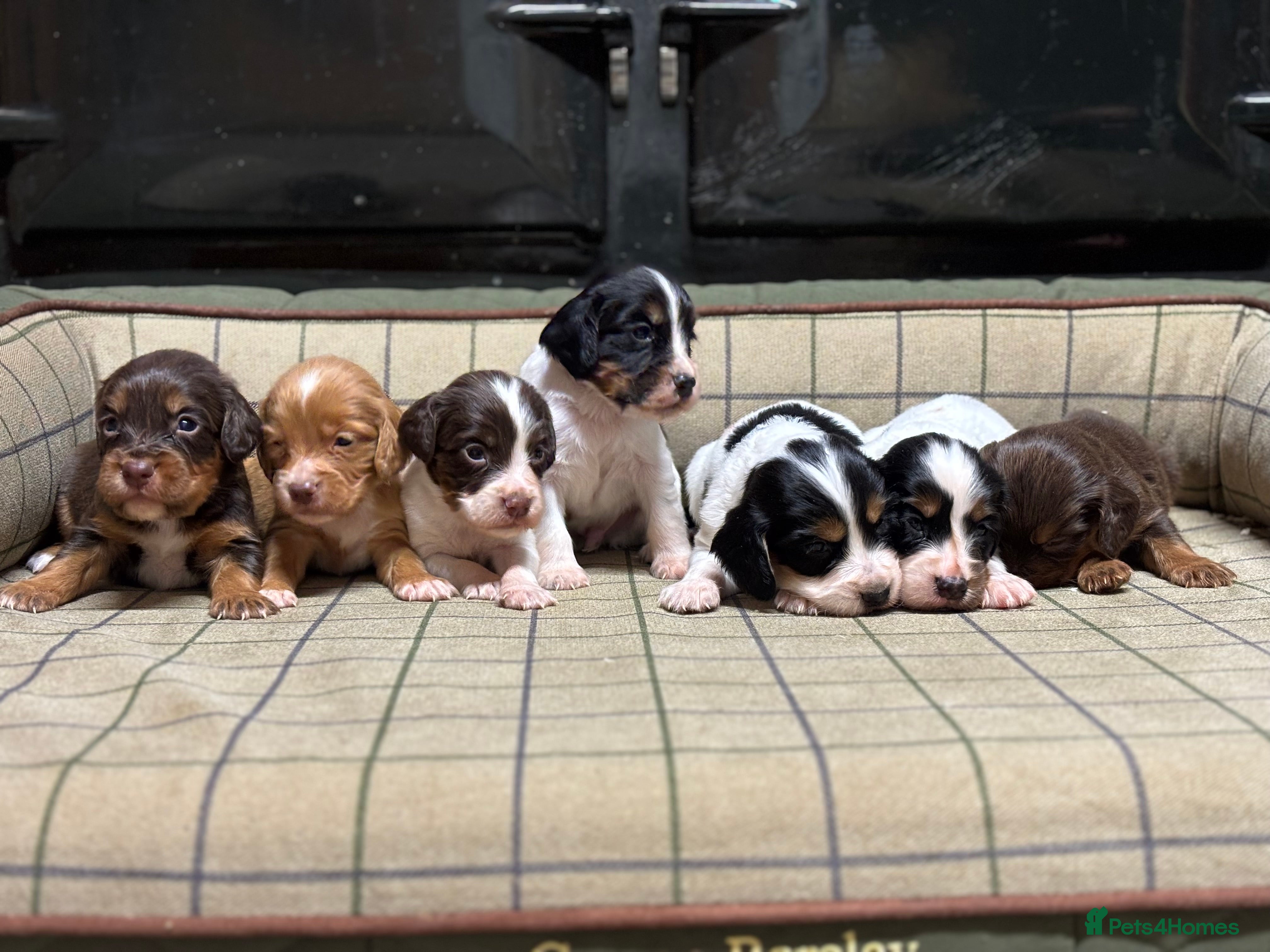 Cocker Spaniel dogs Stunning Cocker Spaniel Puppies  - Advert 1