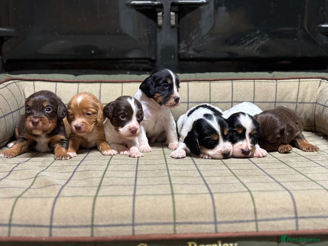 Cocker Spaniel dogs for sale: Stunning Cocker Spaniel Puppies  - Advert 1