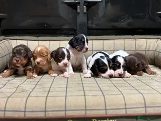 Cocker Spaniel dogs Stunning Cocker Spaniel Puppies - Advert 4