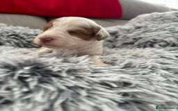 Cockapoo dogs for sale:   🐾 Cockapoo Puppies 🐶  - Image 12