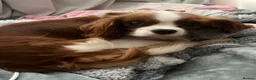 Cavapoo dogs for sale: Cavapoos pups /kc reg /health tested /parents - Advert 29