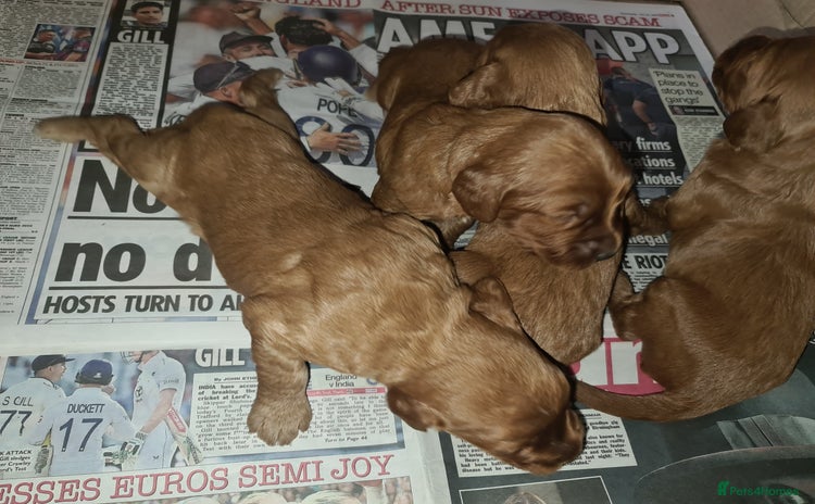 Cockapoo dogs - Advert 11