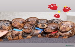 Miniature Dachshund dogs for sale: 🐶✨Smallest mini KC stunning litter ✨🐶 - Image 11