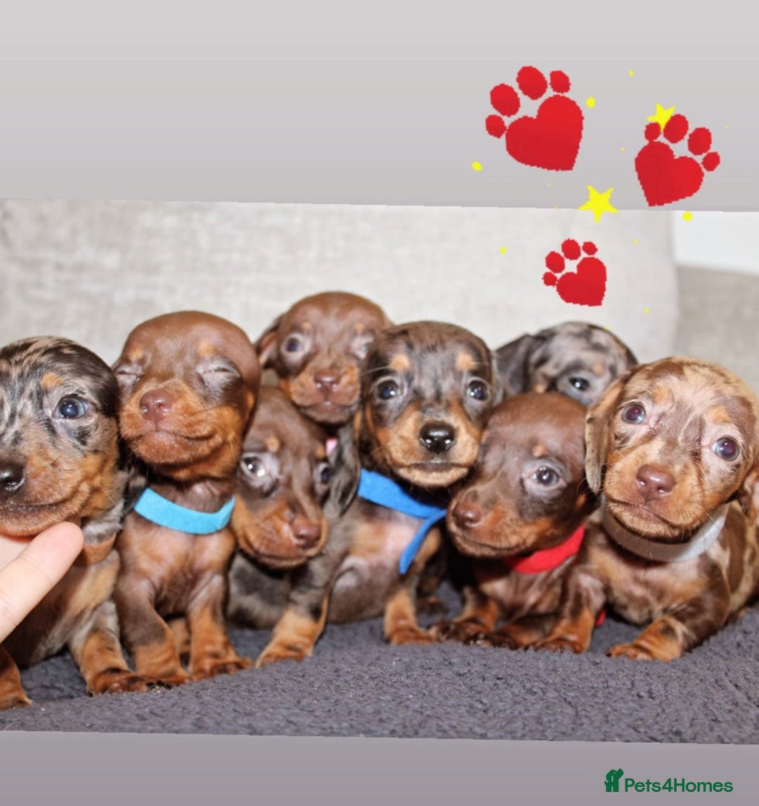 Miniature Dachshund dogs for sale: 🐶✨Smallest mini KC stunning litter ✨🐶 - Image 11