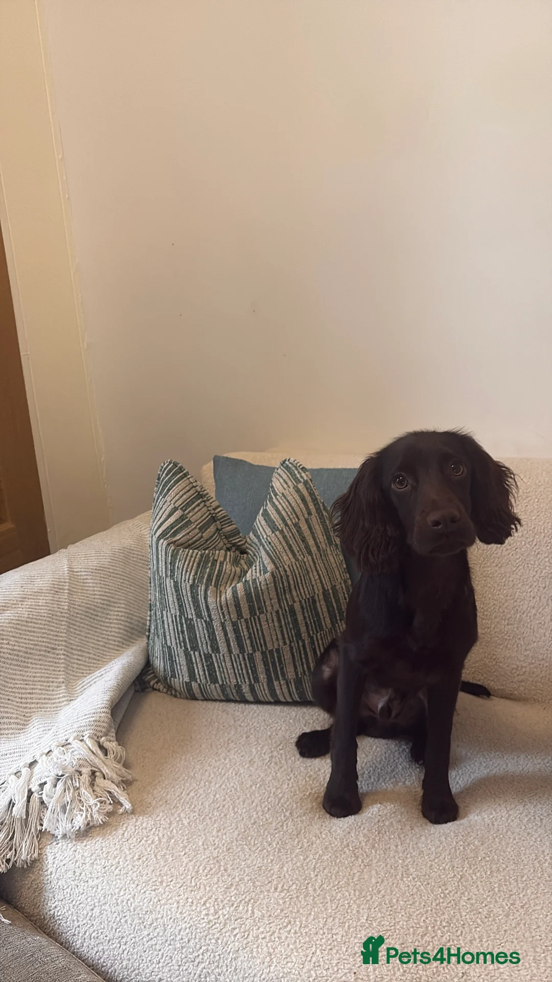 Cocker Spaniel dogs for sale: Vinnie - looking for a working home 🏡  - Advert 2