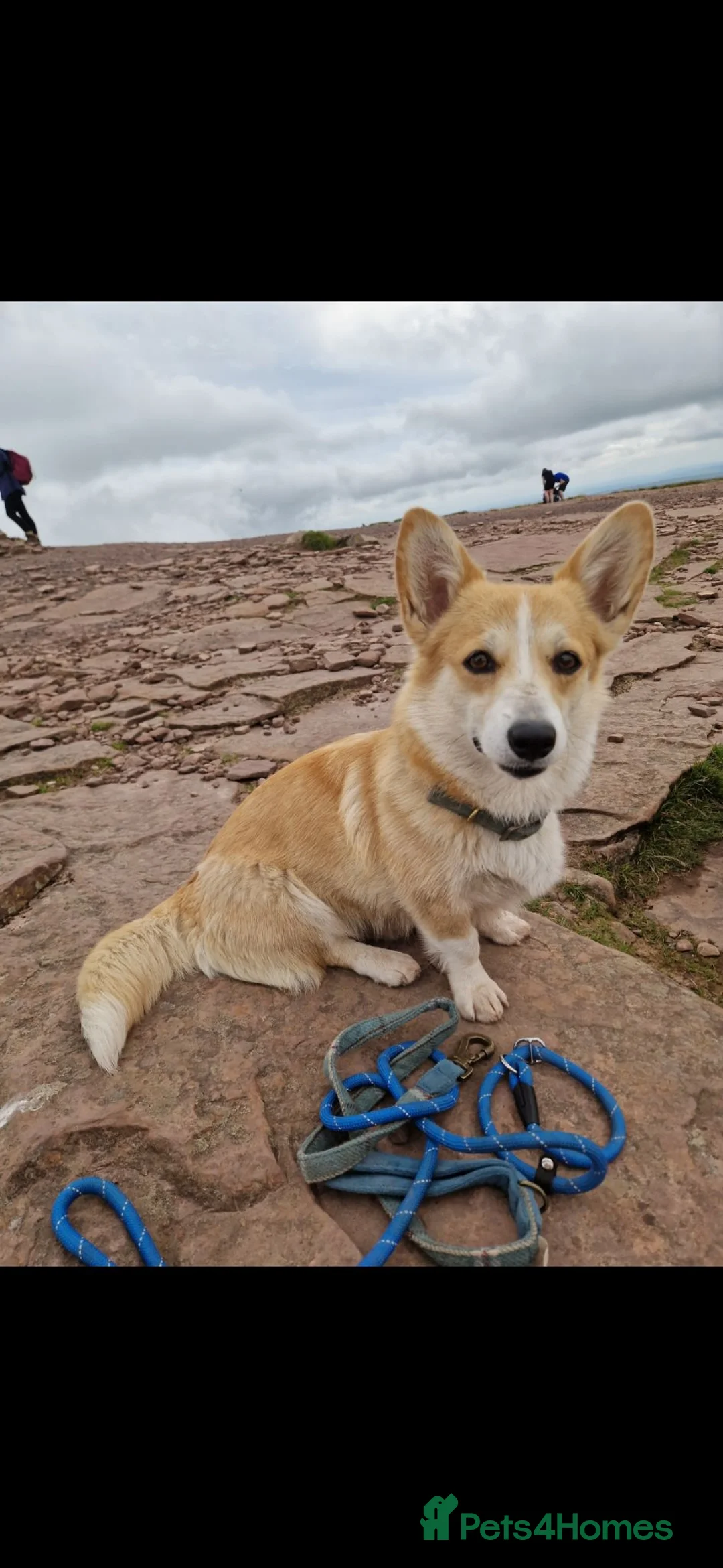 Welsh Corgi Pembroke dogs for sale: Pembroke corgi pups - Advert 1