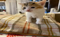 Mixed Breed cats for sale: Male tabby and Calico female  - Advert 20