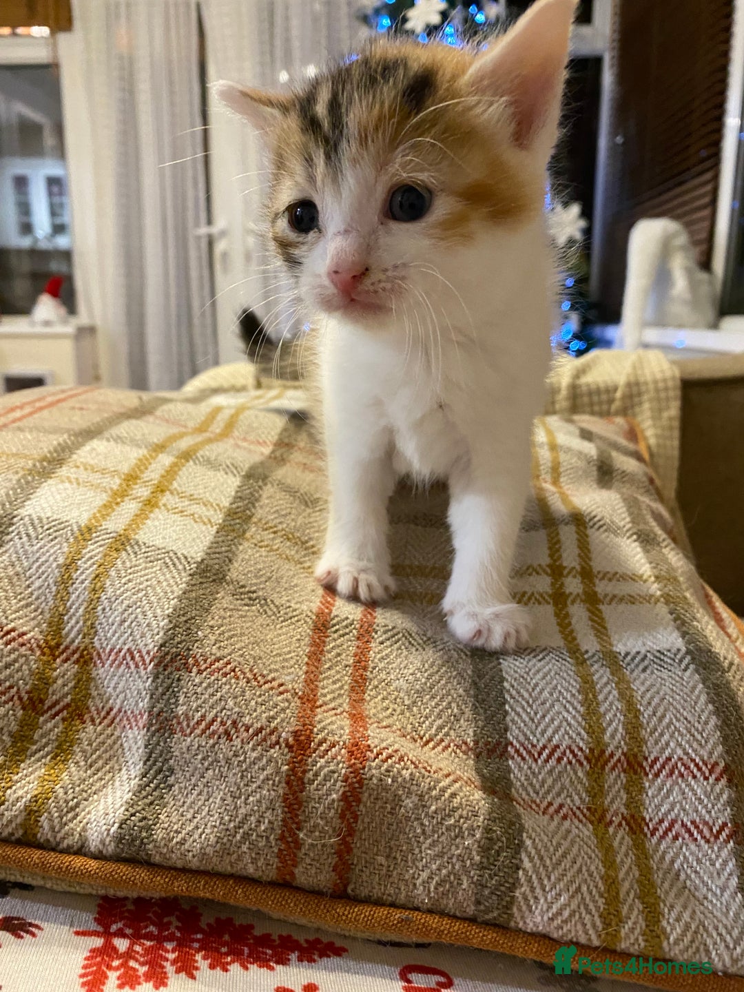 Mixed Breed cats for sale: Male tabby and Calico female  - Advert 20