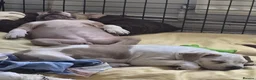 American Bully dogs for sale: American Bully Standard  - Advert 3