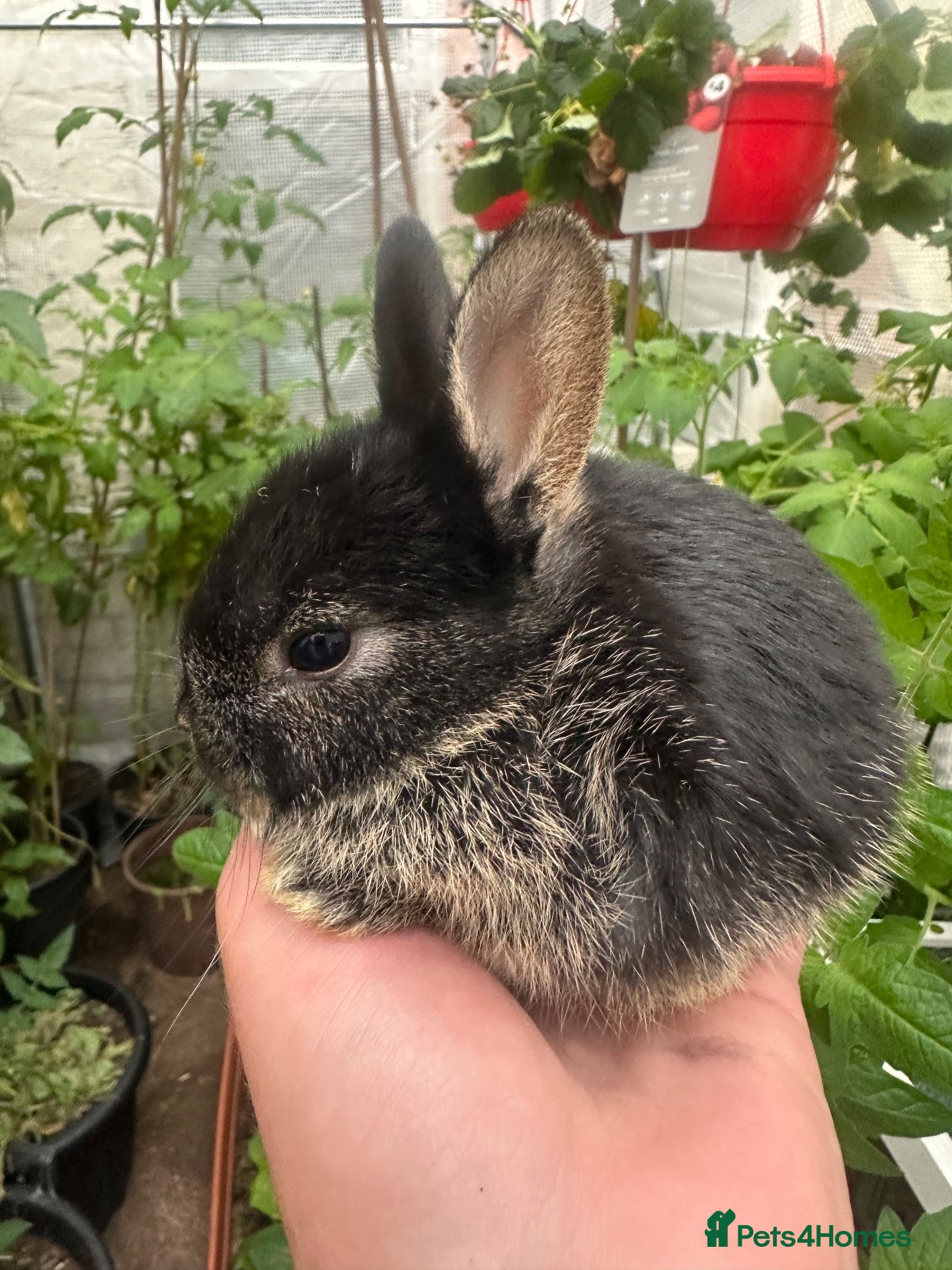 Mixed Breed rabbits Dwarf baby bunnies  - Advert 6