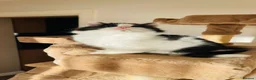 Mixed Breed cats for sale: Kittens for sale ,mixed breed, wonderful behaviour - Advert 28