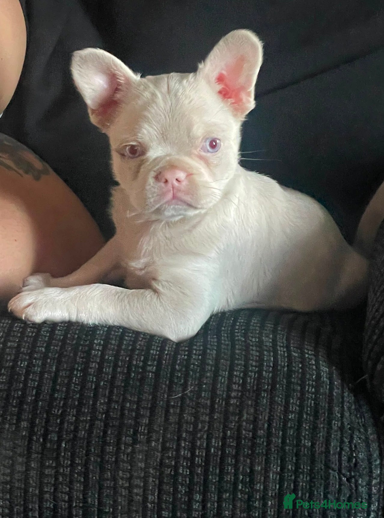 French Bulldog dogs Pink and tan carrying fluffy French bulldog - Advert 6