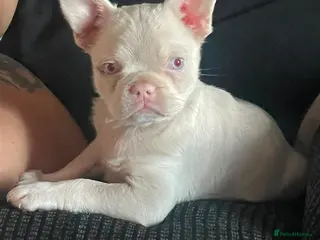 French Bulldog dogs Pink and tan carrying fluffy French bulldog - Advert 7
