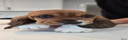 Basset Hound dogs for sale: Outstanding KC Registered Basset Hound Puppies - Advert 9