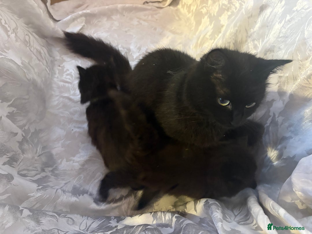 Ragdoll cats for sale: Rag Doll Kittens. - Advert 5