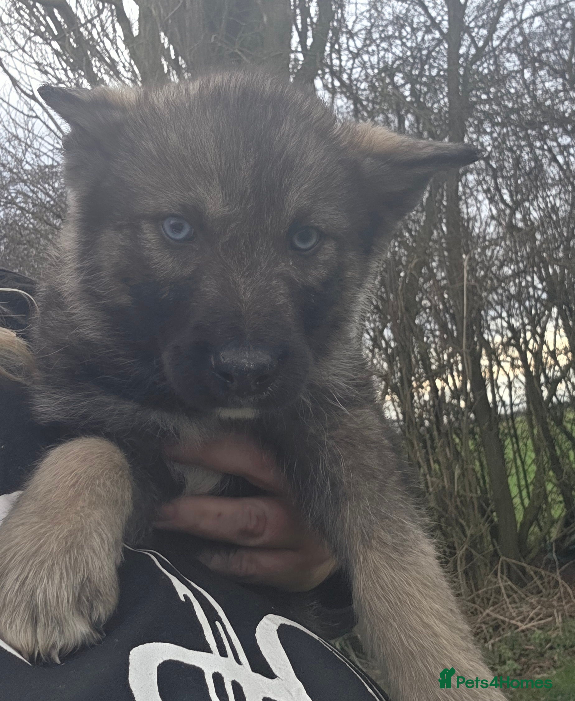 Northern Inuit dogs Tamaskan Puppies - Advert 1