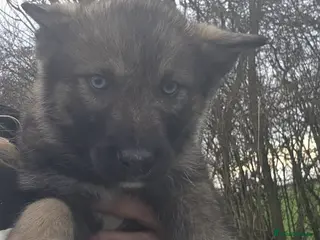 Northern Inuit dogs Tamaskan Puppies - Advert 1