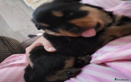 Rottweiler dogs for sale: 1 male 1 female rottweiler  - Image 13