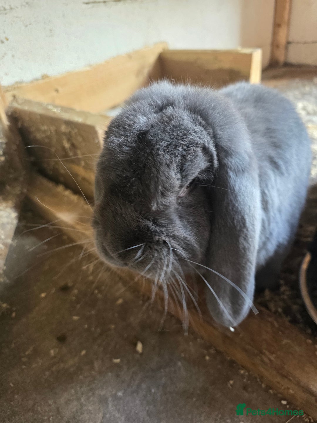 French Lop rabbits for sale: Male and female French lop rabbits for rehoming - Image 4