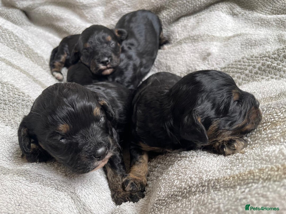 Cavapoo dogs for sale: Beautiful cavapoos  - Image 7