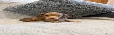 Dachshund 3