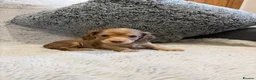 Dachshund dogs for sale: Long-haired miniature daschund pups for sale  - Advert 3
