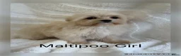 Maltipoo dogs for sale: Gorgeous Teddy Bear F1 Maltipoo READY NOW - Advert 4