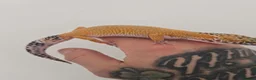 Leopard Gecko reptiles for sale: 2 x leopard geckos for sale  - Advert 10