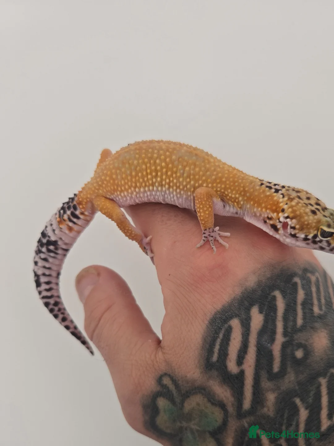 Leopard Gecko reptiles for sale: 2 x leopard geckos for sale  - Advert 10