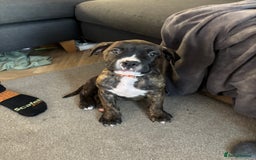Mixed Breed dogs for sale: Cane corso x American bulldog puppy - Image 1