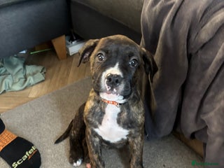 Mixed Breed dogs - Advert 29