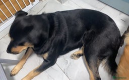 Mixed Breed dogs for sale: Blaze - Advert 6