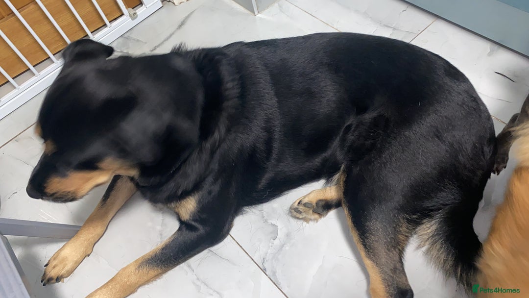 Mixed Breed dogs for sale: Blaze - Advert 6