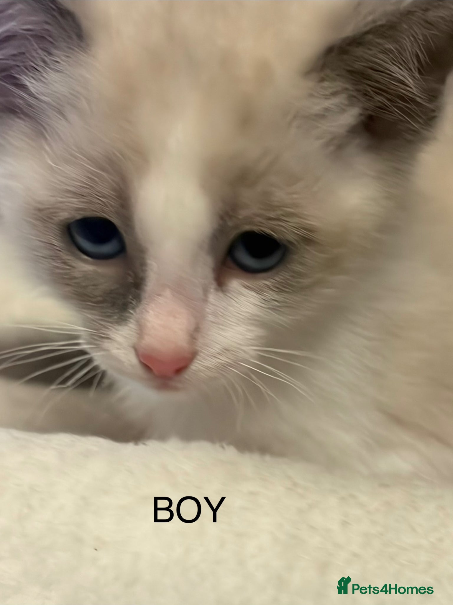 Ragdoll cats RAGDOLL X SNOWSHOE KITTENS - Advert 2