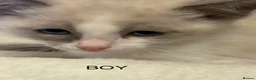 Ragdoll cats for sale: RAGDOLL X SNOWSHOE KITTENS - Advert 2