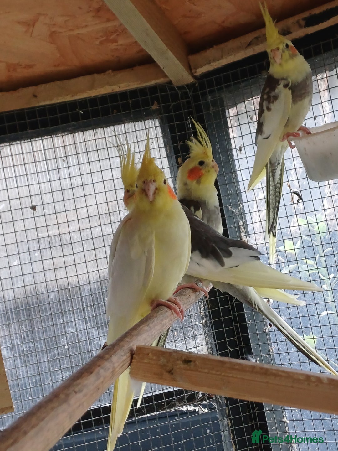 Cockatiels birds for sale: Young cockatiels for sale,  ready now. - Image 3
