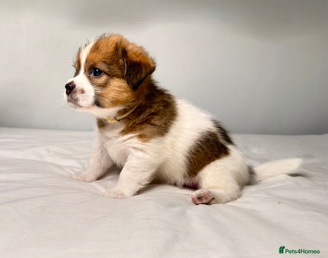 Mixed Breed dogs for sale: Stunning Jack tzu puppies. Jack Russell x Shih Tzu - Image 17