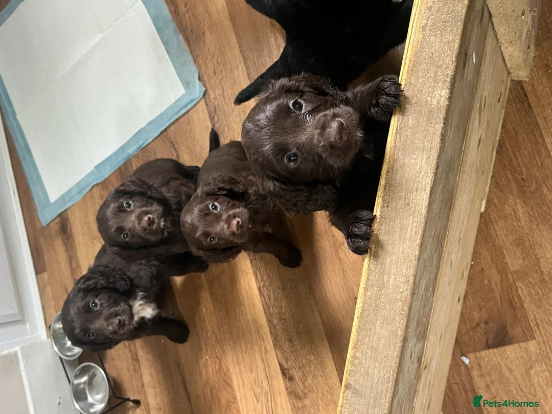 Cocker Spaniel dogs for sale: KC REGISTERED WORKING COCKER SPANIEL PUPPIES in Bude - Advert 2