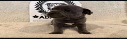 Staffordshire Bull Terrier dogs for sale: %Bloodline Staffordshire Bull Terrier Pups in Rugby - Advert 10