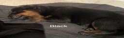 Rottweiler dogs for sale: Germany and America Rottweiler mix - Advert 21