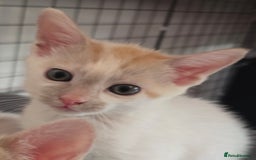 Mixed Breed cats for sale: Kittens 🐯🩷💛 - Image 5